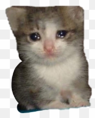 Sad Cat Meme Crying Screaming Freetoedit Sad Cat Crying Meme Emoji Crying Cat Emoji Free