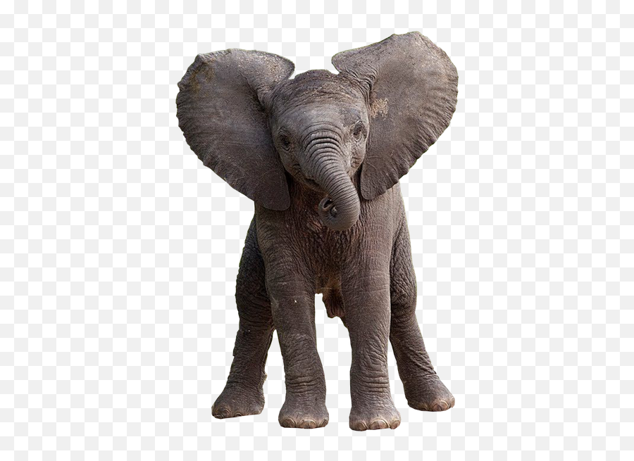 Elephants Elephant Elefante Sticker Baby Asian Elephant Png Emoji