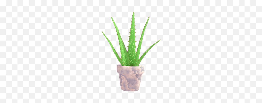 Top Piranaha Plant Stickers For Android U0026 Ios Gfycat - Aloe Vera Transparent Gif Emoji,Succulent Emoji