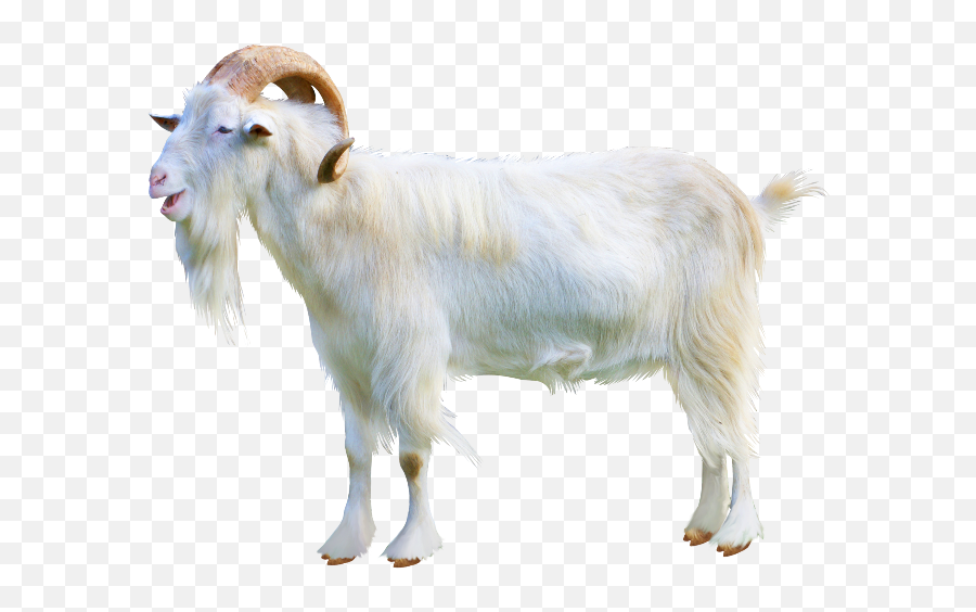 Largest Collection Of Free - Toedit Goats Stickers Goat Transparent Png Emoji,Goat Emoji