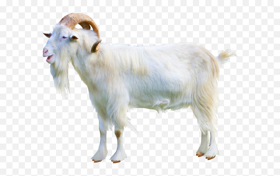 Largest Collection Of Free - Toedit Goats Stickers Goat Transparent Png ...