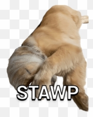 Mr Oppo 1 - Photo Caption Emoji,Cougar Emoji