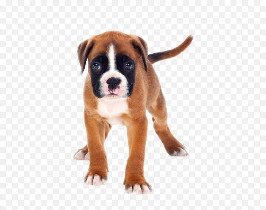 Edit - Boxer 0 4 Months Emoji,Boxer Dog Emoji
