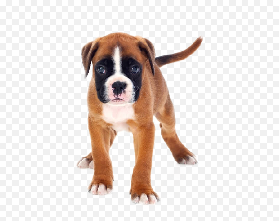 Edit - Boxer 0 4 Months Emoji,Boxer Dog Emoji - free transparent emoji ...