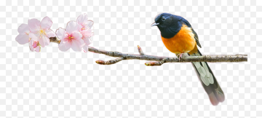 Largest Collection Of Free - Old World Flycatchers Emoji,Oriole Emoji