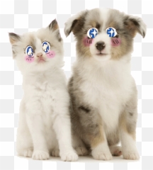Top Cutes Dogs Stickers For Android - Soft Emoji