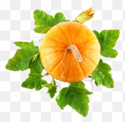 Pumpkin Png - Pumpkin Top View Png Emoji,Pumpkin Pie Emoji