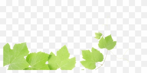 Grape 17 321 Clipart - Wine Leaf Png Emoji