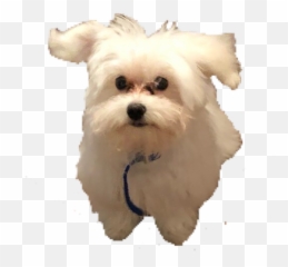 Doggy Puppy Maltese Cute - Emoji