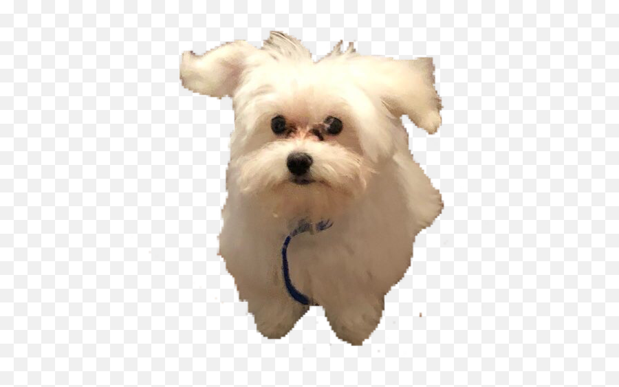 Doggy Puppy Maltese Doggy Puppy Cute - Maltese Emoji,Maltese Emoji