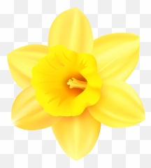 Free transparent daffodil emoji images, page 1 - emojipng.com