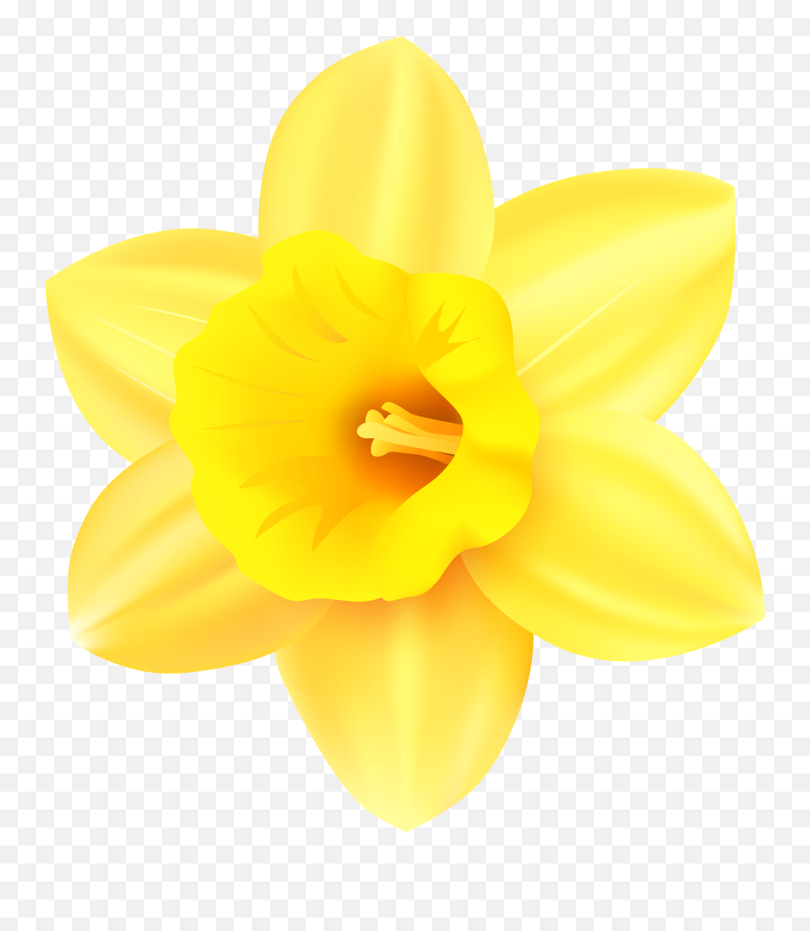 Daffodil Clipart Png - Daffodil Clipart Png Emoji,Daffodil Emoji