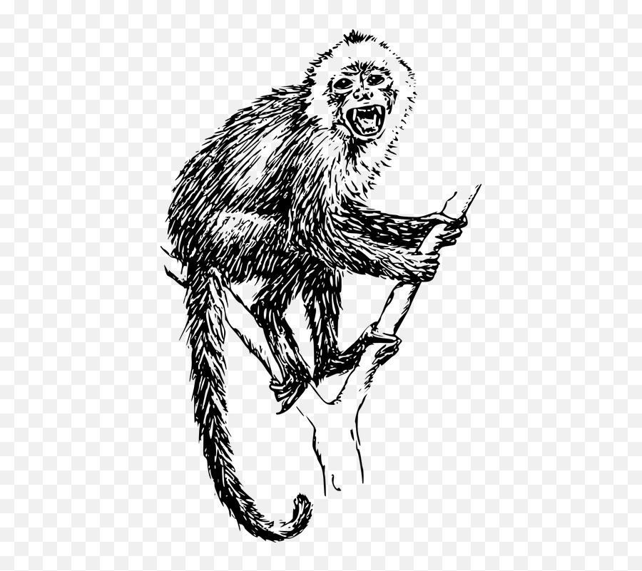 Free Monkey Animal Vectors - Drawings Of Capuchin Monkeys Emoji,Shocking Face Emoticon