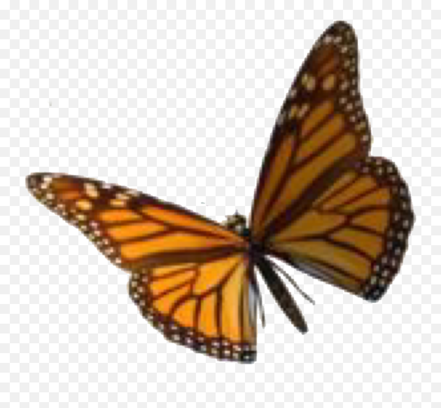Pin - Vsco Aesthetic Png Emoji,Butterfly Emoji