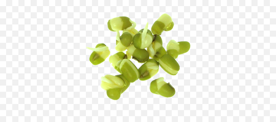 Mung Bean Sprout Png U0026 Free Mung Bean Sproutpng Transparent - Mung Bean Sprouts Transparent Emoji,Sprout Emoji