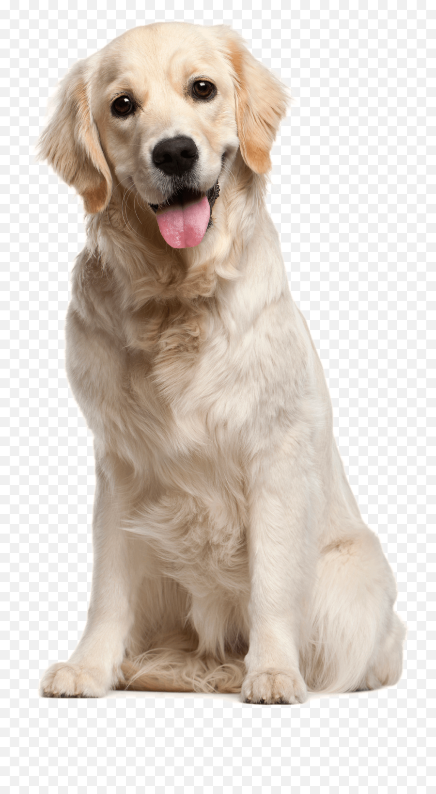 Labrador Retriever Png - Dog Png Emoji,B Emoji No Background