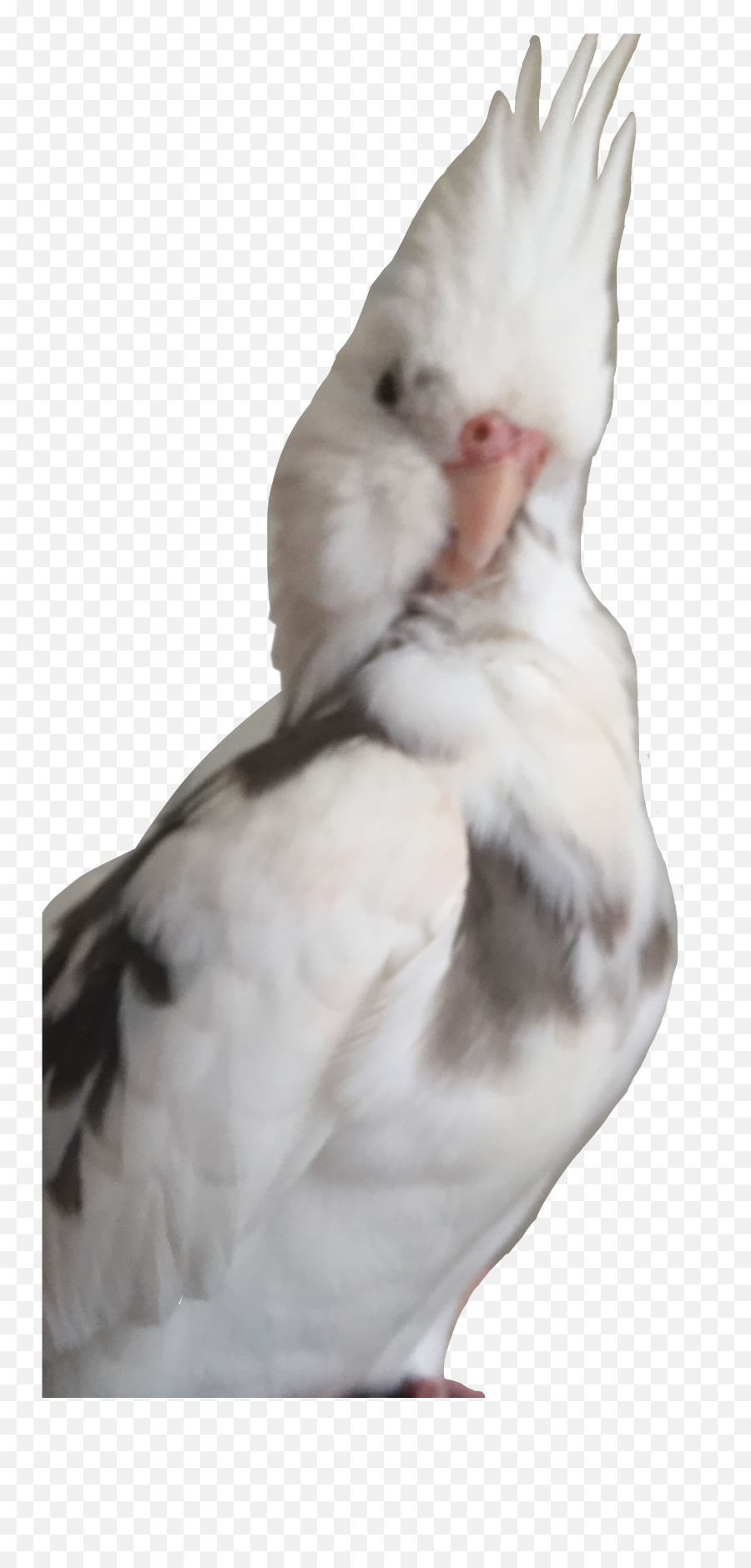 Offended Offensive Birb Birbs Bird Sticker By Marwah - Soft Emoji,Offended Emoji