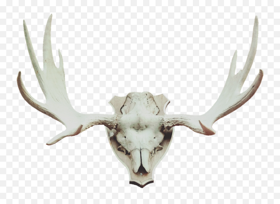 Moose Antler Deer Antler Trophy Hunting - Animal Trophy Png Emoji,Deer Hunting Emoji