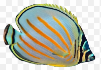 Colormehappy Fish Fishes Tropic Emoji
