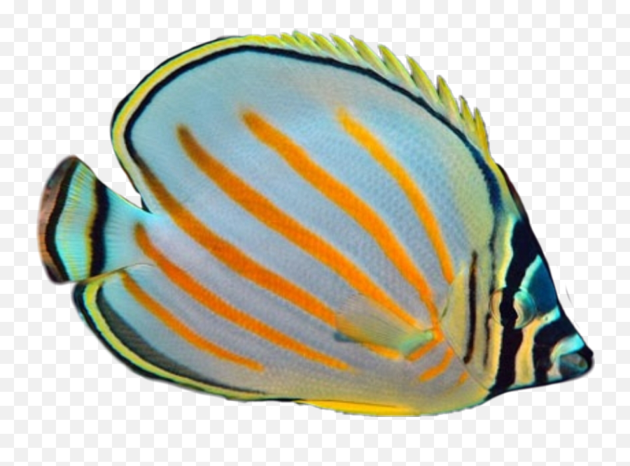 Colormehappy Fish Fishes Tropic Emoji,Tropical Fish Emoji