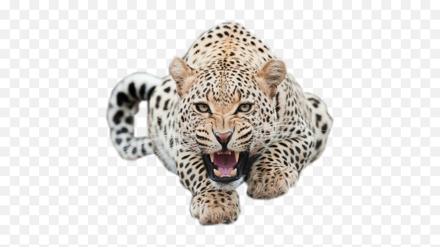 Animal Decor Leopard - Leopard Animal Emoji,Leopard Emoji