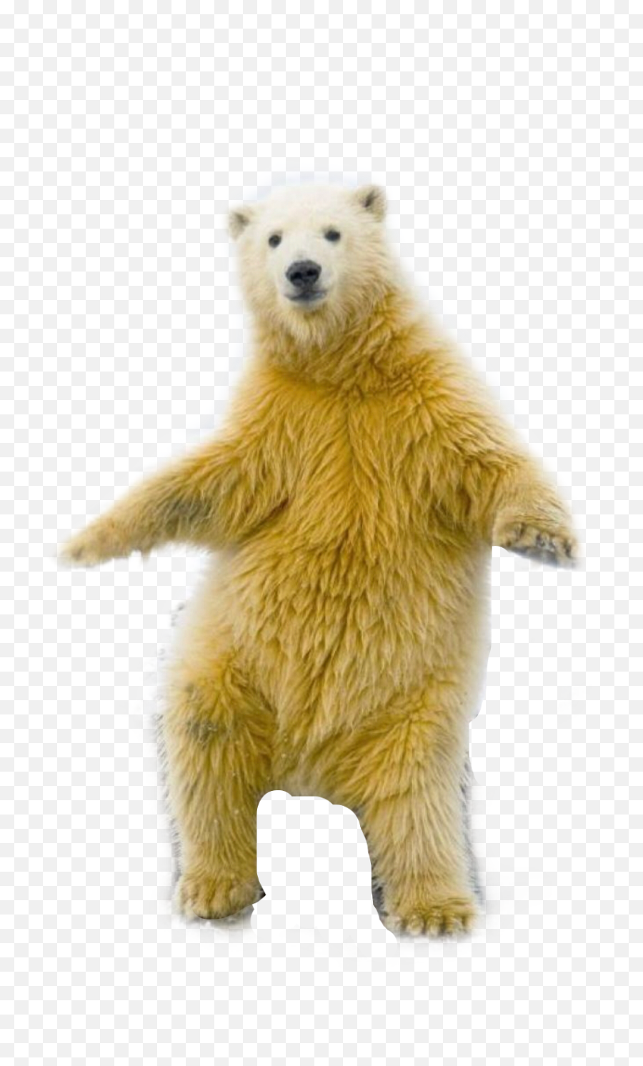 Largest Collection Of Free - Toedit Dancing Bear Stickers On Polar Bear On A Skateboard Emoji,Dancing Bear Emoji