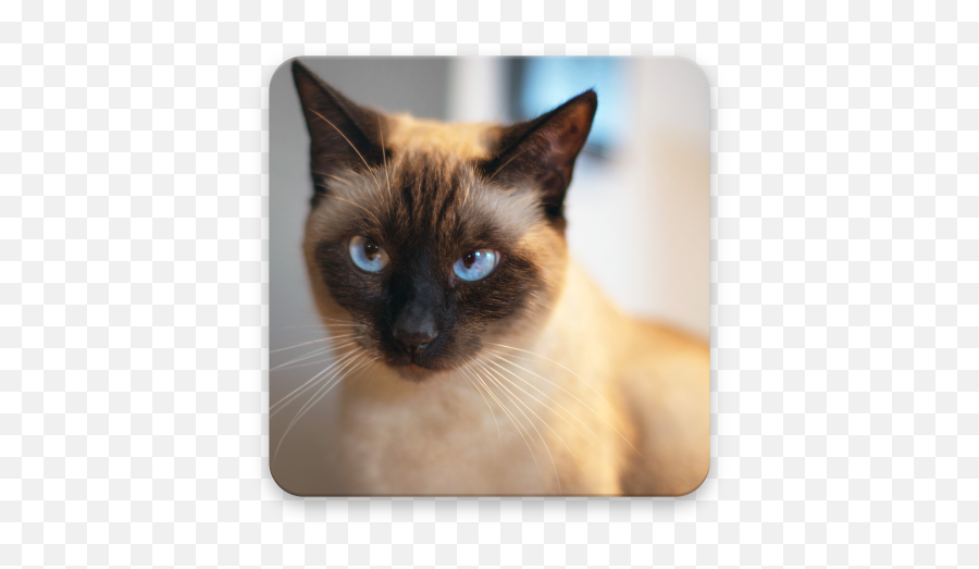 Siamese Cat Wallpapers - Apps En Google Play Siamese Cat Emoji,Nazar Boncugu Emoji