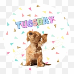 Tuesday Dog Haveagreatday - Cute Dogs Listening To Music Emoji,Bye Dog Emoji