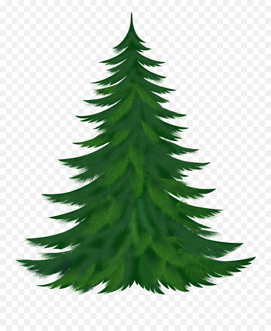 Free Pine Tree Clipart Png Download Free Clip Art Free - Pine Tree Illustration Png Emoji,Pine Tree Emoji