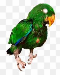 Scout Parrot Bird Eclectus - Budgie Emoji,Parrot Emoji