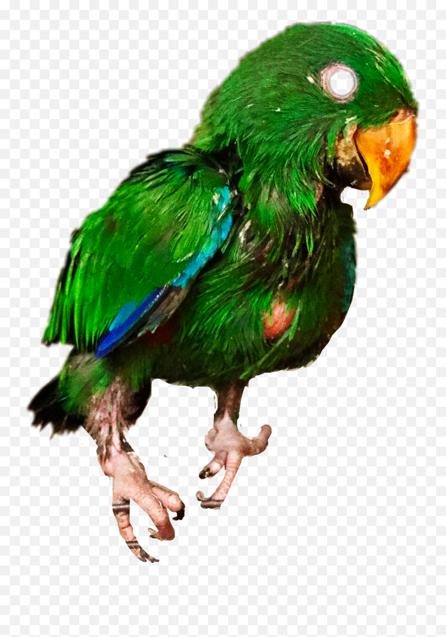 Scout Parrot Bird Eclectus - Budgie Emoji,Parrot Emoji