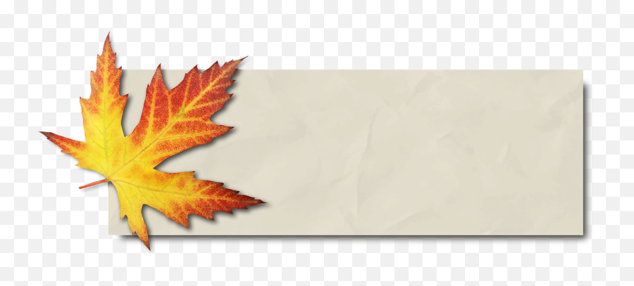 Banner Autumn Leaf Maple Leaf Yellow - Transparent Background Banner Png Leaves Emoji,Falling Leaves Emoji