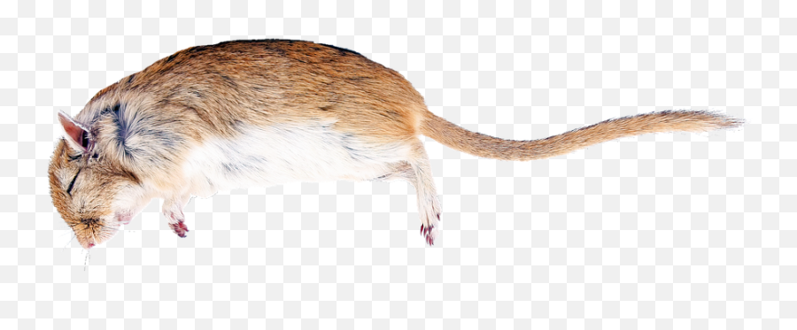 Rat Death Creature - Dead Mouse Transparent Background Emoji,Mouse Gun Emoji