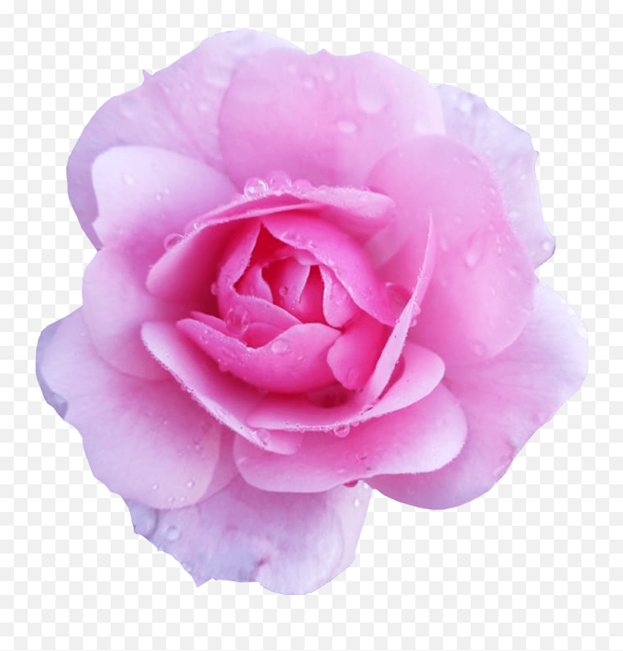 Pink Rose Flower No Background - Pink Rose Transparent Background Emoji,Flower Emoji Background