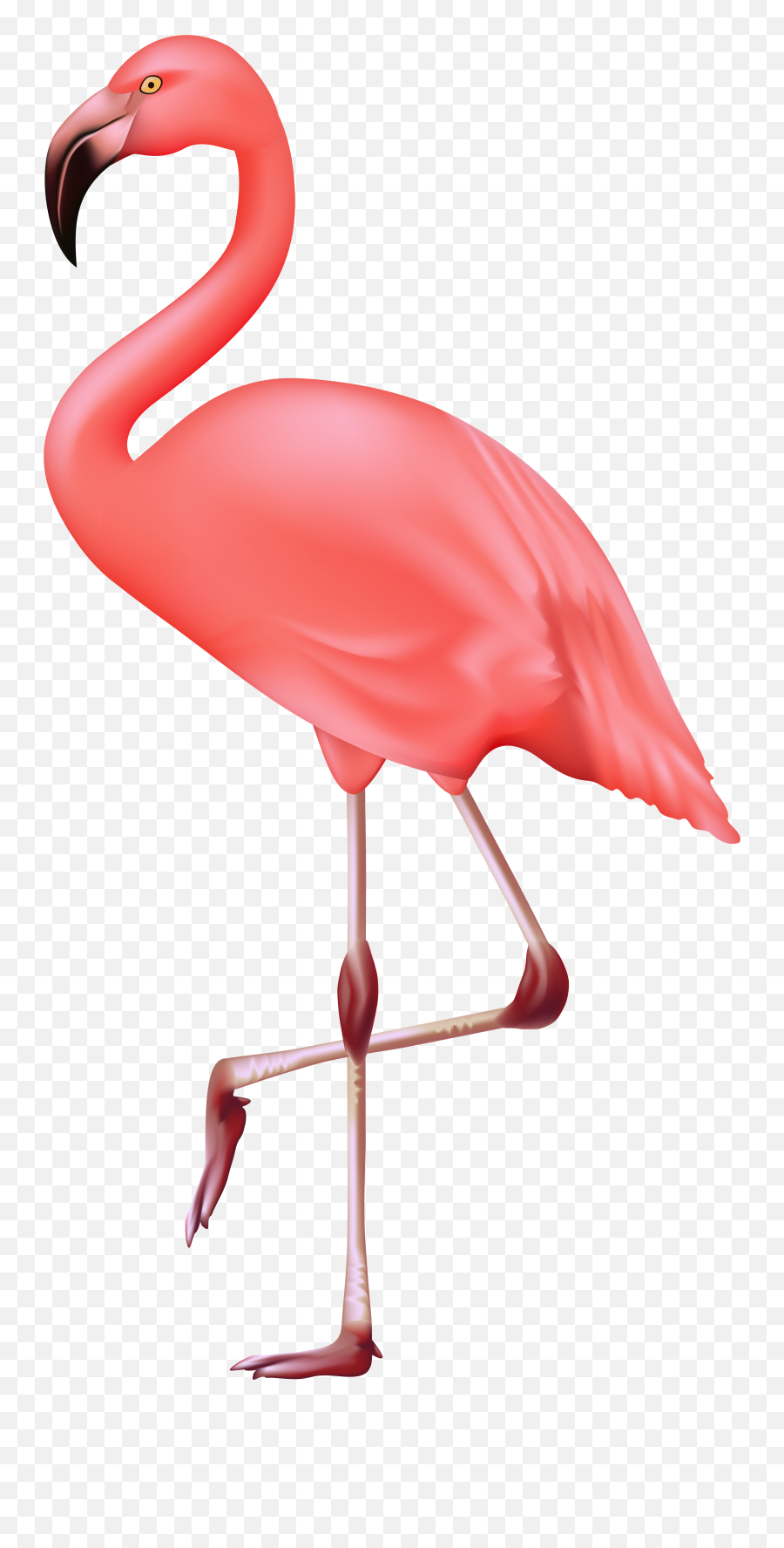 Clipart Flamingo Bird - Transparent Background Flamingo Clipart Emoji,Flamingo Emoji