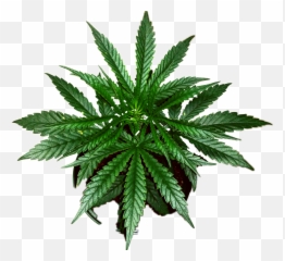 Nature - Sticker By Jonathan Otis Cannabis Emoji,Weed Plant Emoji
