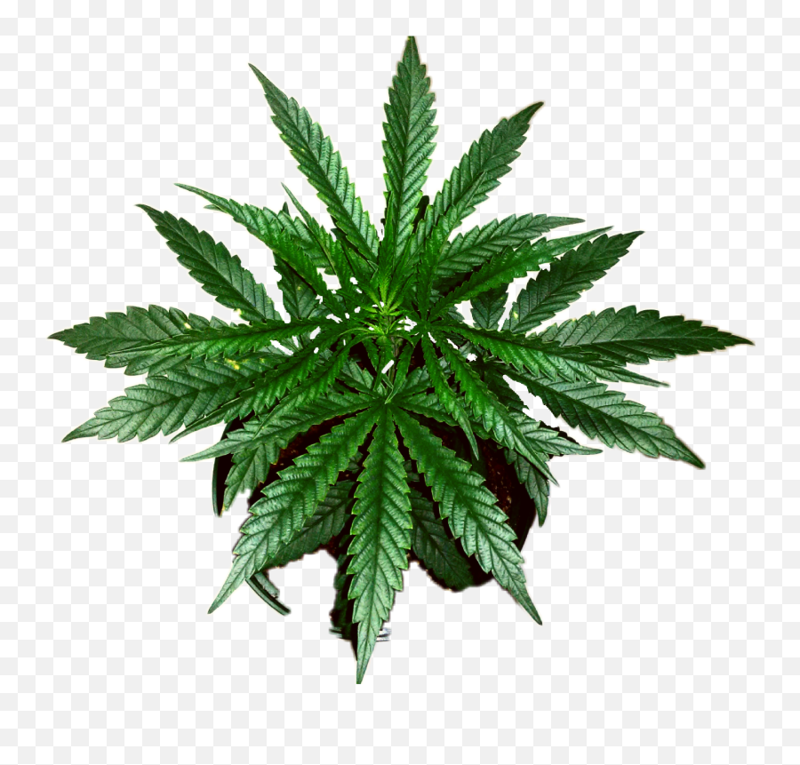 Nature - Sticker By Jonathan Otis Cannabis Emoji,Weed Plant Emoji