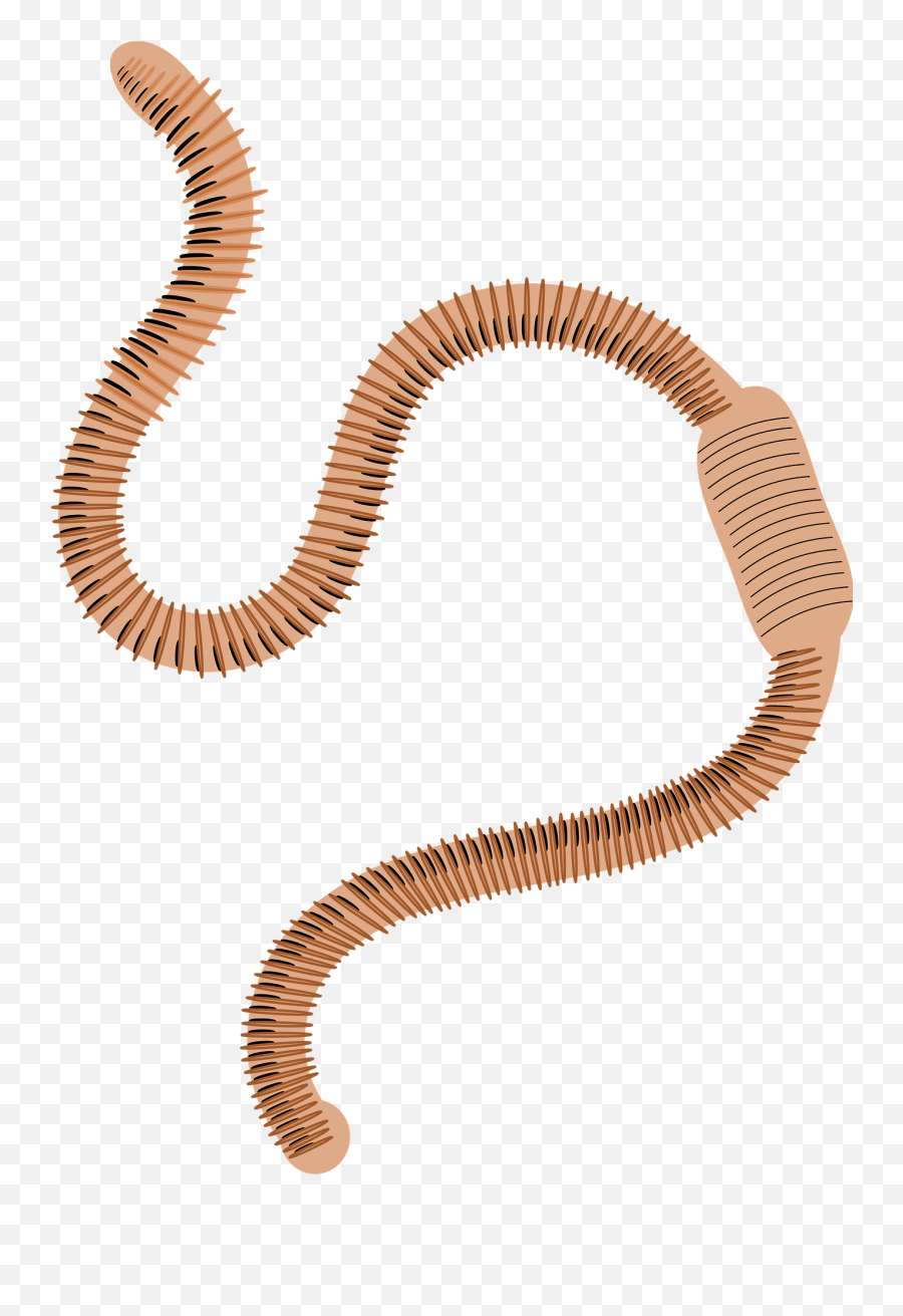 Worm Clipart - Clip Art Earth Worm Emoji,Worm Emoji