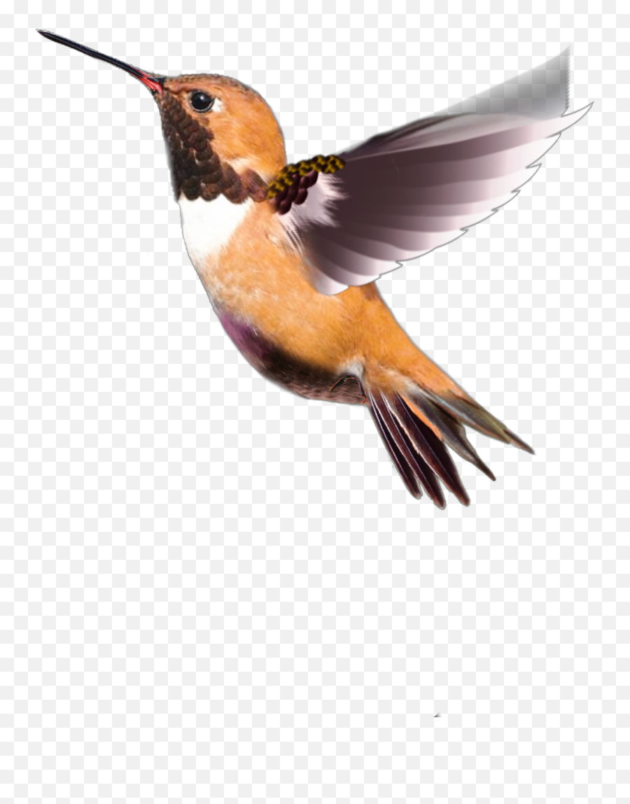 The Most Edited - Rufous Hummingbird Emoji,Hummingbird Emoji