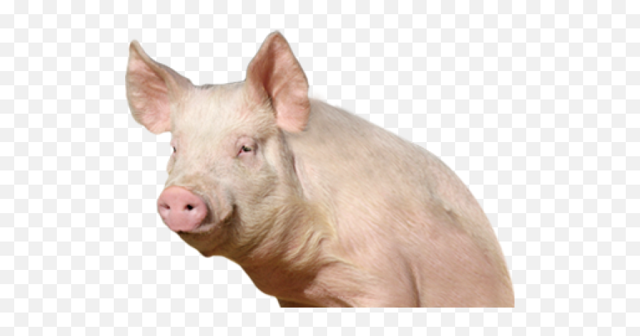 Pig Png Free Download - Pig Png Full Size Png Download Pig Png Emoji,Guinea Pig Emoji