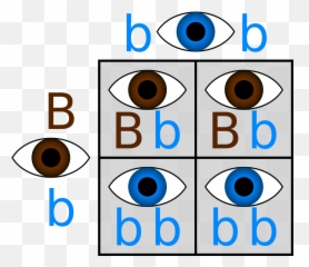 Punnett Hetero Homoblue - Square Eye Color Brown And Blue Emoji