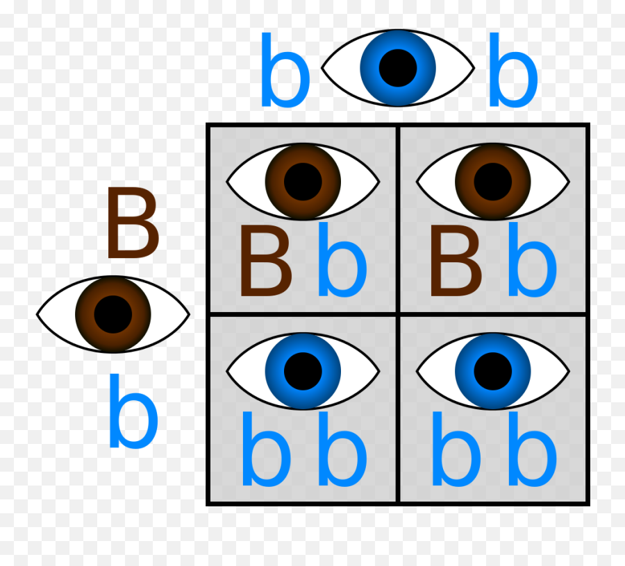 Punnett Hetero Homoblue - Punnett Square Eye Color Brown And Blue Emoji,Apple Color Emoji Font