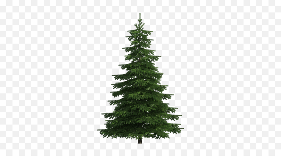 Realistic Pine Tree Png Clip Art - Transparent Pine Tree Png Emoji,Pine Tree Emoji