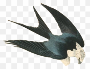Ae Gif Quiz - Hawk Emoji,Raven Bird Emoji