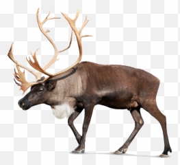 Moose Png Pic - Santa On Jet Engine Emoji,Moose Emoji