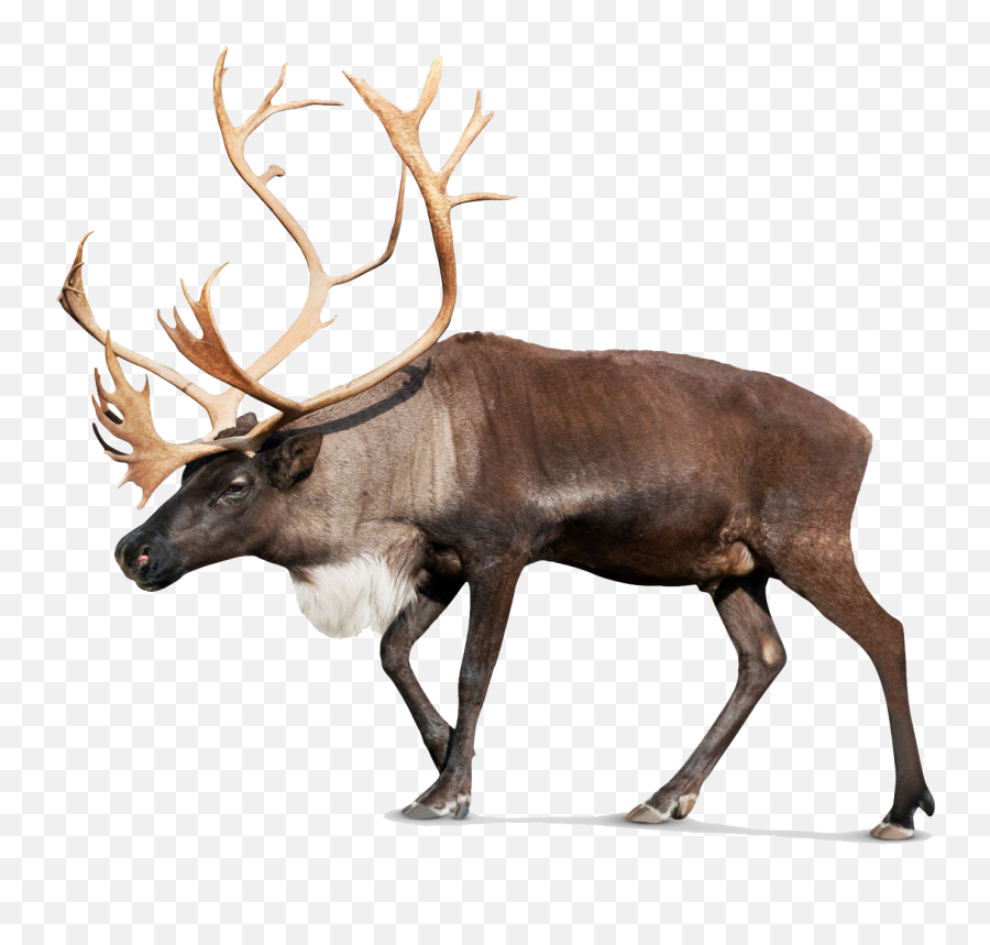 Moose Png Pic - Santa On Jet Engine Emoji,Moose Emoji