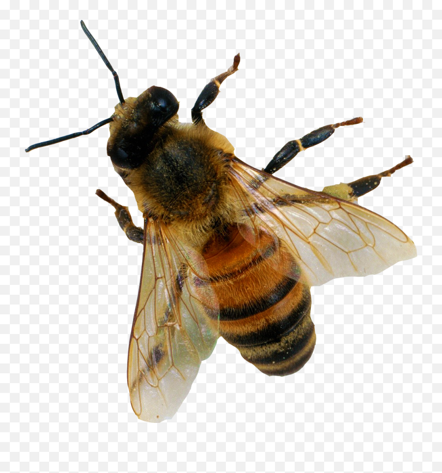 Bee Png Image - Bee Transparent Emoji,Honey Bee Emoji