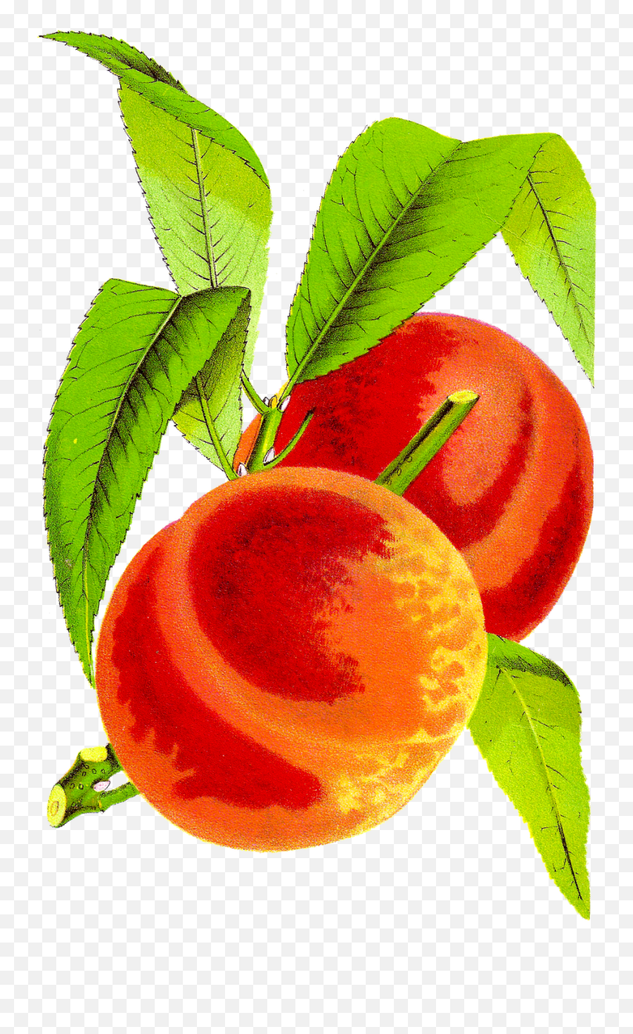 Peach Cobbler Clipart Kid - Vintage Peach Clip Art Emoji,Peaches Emoji