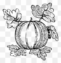 Melon Vector Drawing - Watermelon Plant Drawing Easy Emoji,Unicorn Emoji