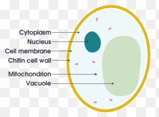 Simple Diagram Of Yeast Cell - Labelled Diagram Of A Yeast Cell Emoji,Weird Emoji